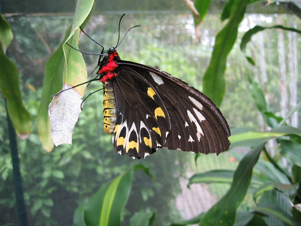 082 Kuranda Butterfly Sanctuary.jpg